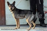 23.01.2014 GLINOJECK SUKA 56204